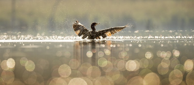bird 800 350
