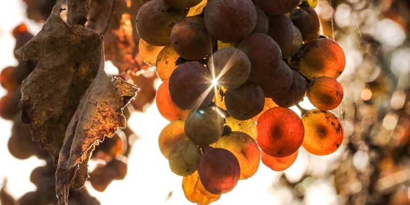 grape 800 400