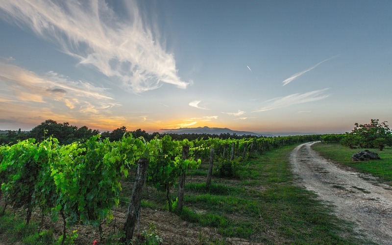 vines 800 500