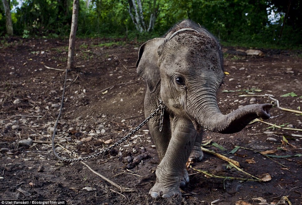 elephant