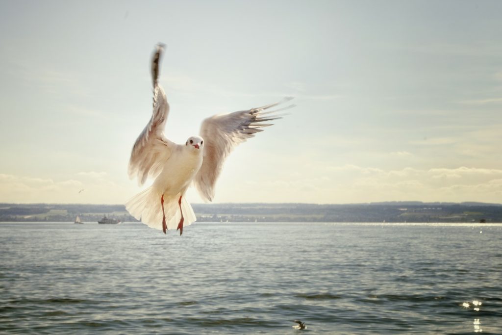 gull