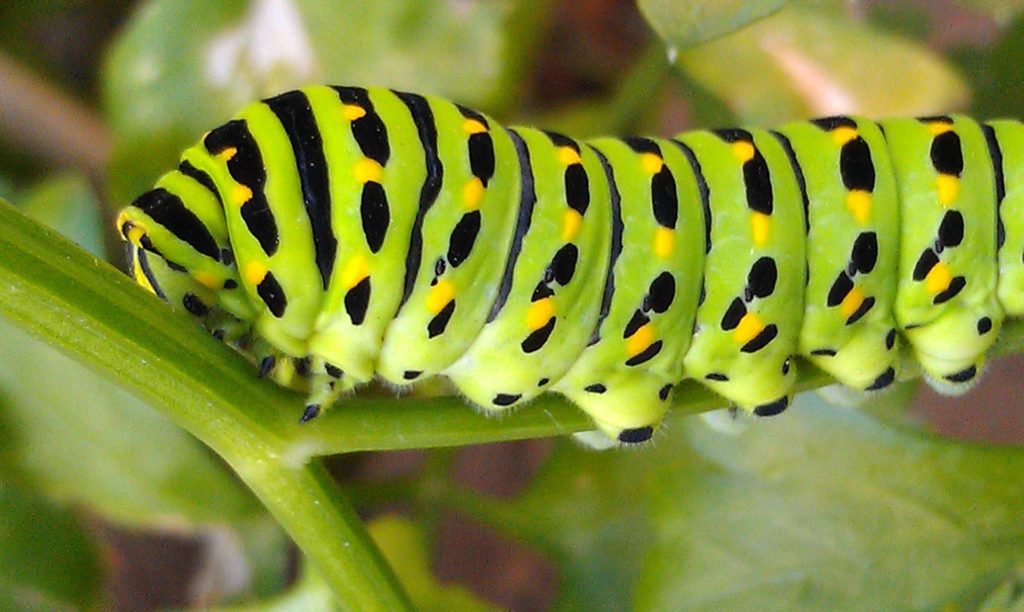 caterpillar